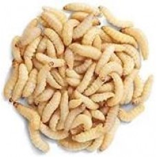  Live Food Wax Worms  (50 Pack)
